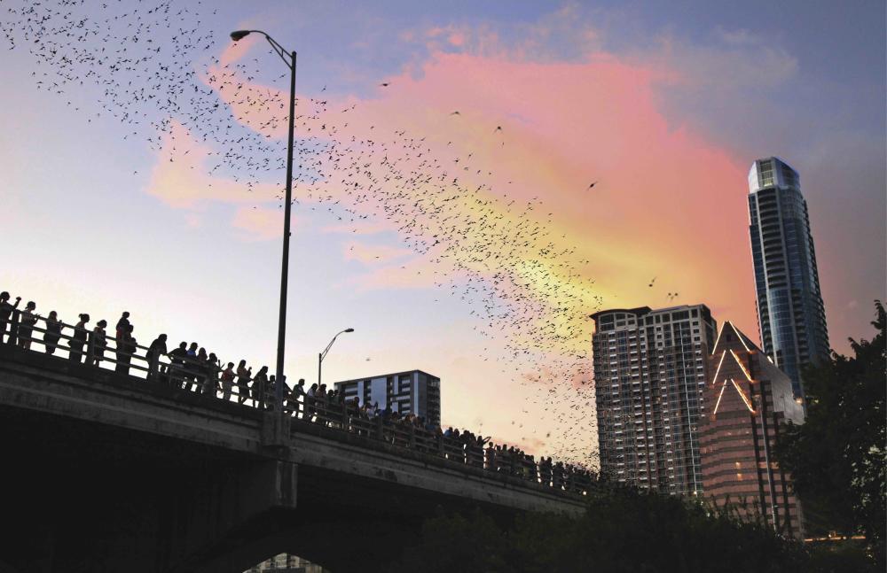Bat Fest