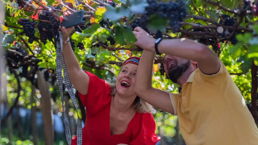 Wine Festival
