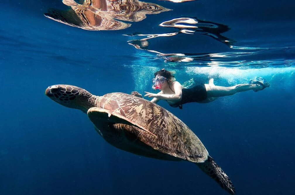 Manta Rays & Sea Turtles Adventure