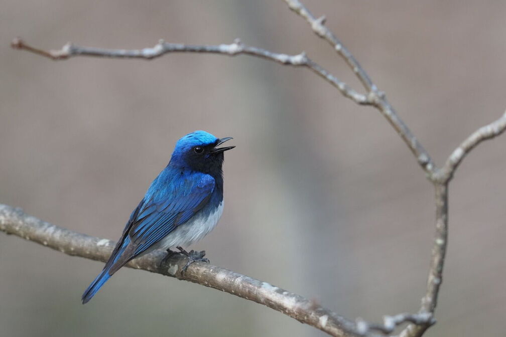 Birds in Your Backyard & Beyond