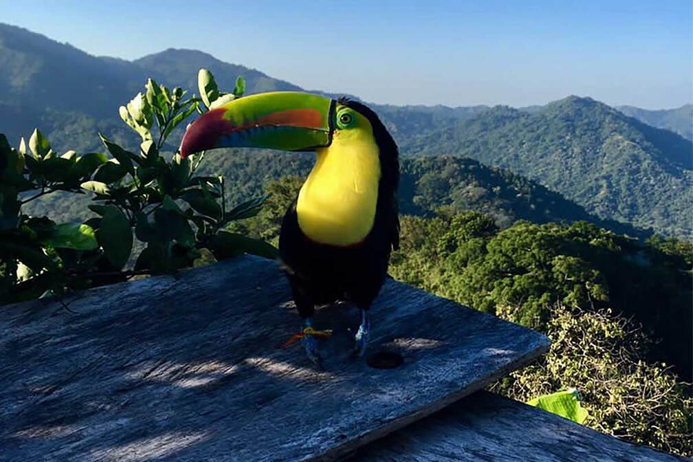 Bird Watching Tour