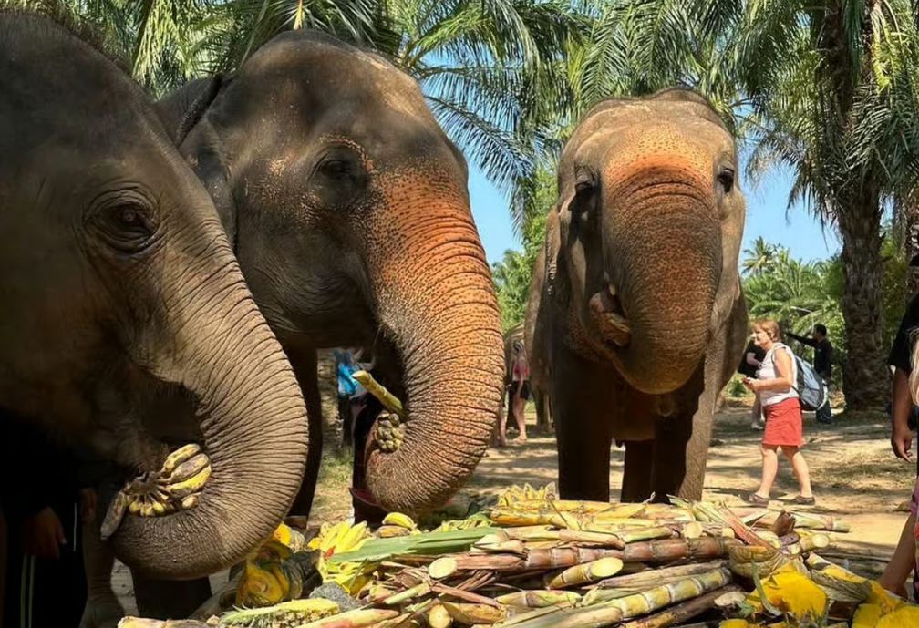 Elephant Experience: Feeding & Mud Bath