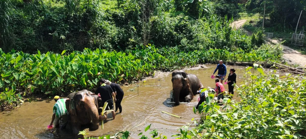 Elephant Peace Project Half-Day Programme