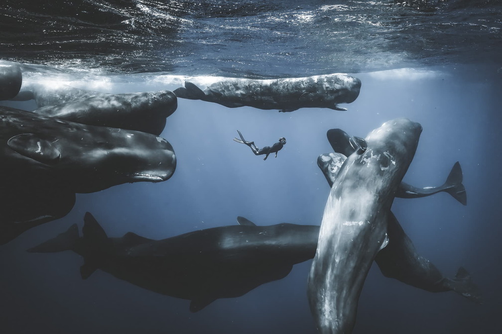 Exhibition: The Wildlife Odyssey, A Photographic Immersion In The Heart Of The Oceans