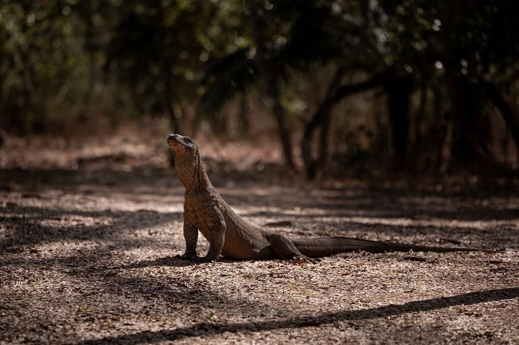 Komodo Dragons & Pink Beach Adventure