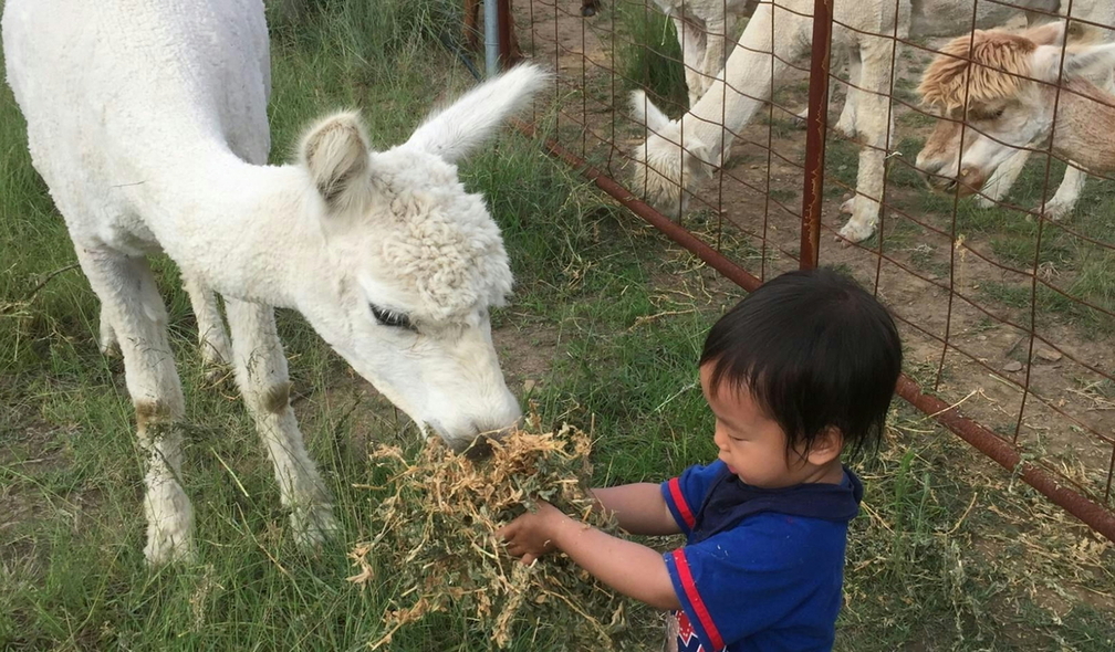 Photos with Alpacas