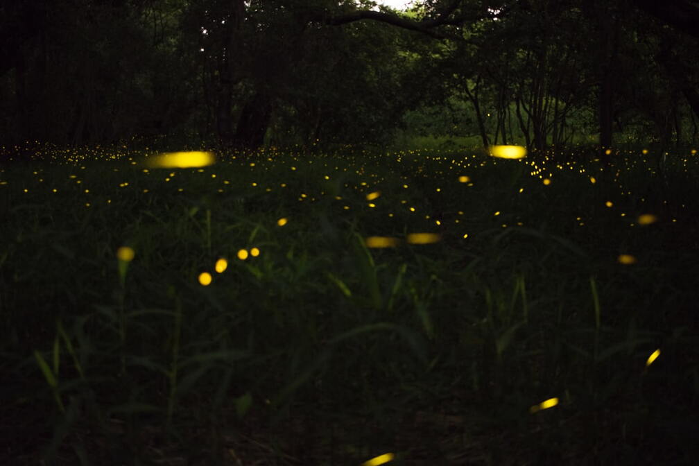 Iwahig Firefly Watching Tour