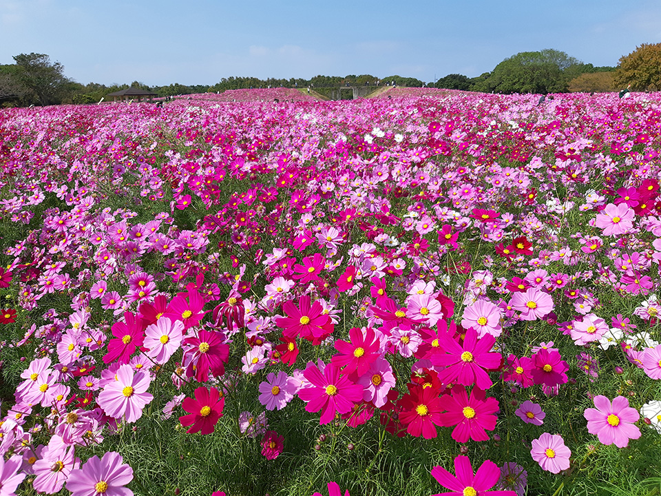 Flower Festival