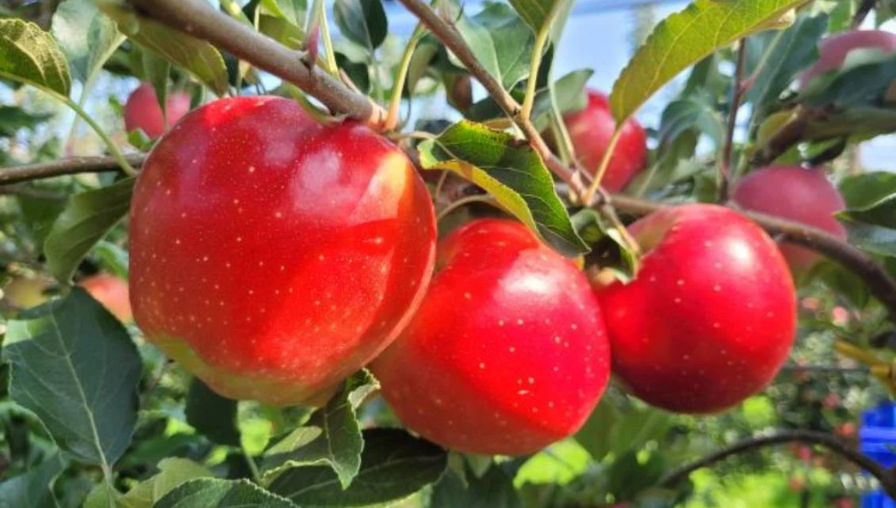 Apple Festival