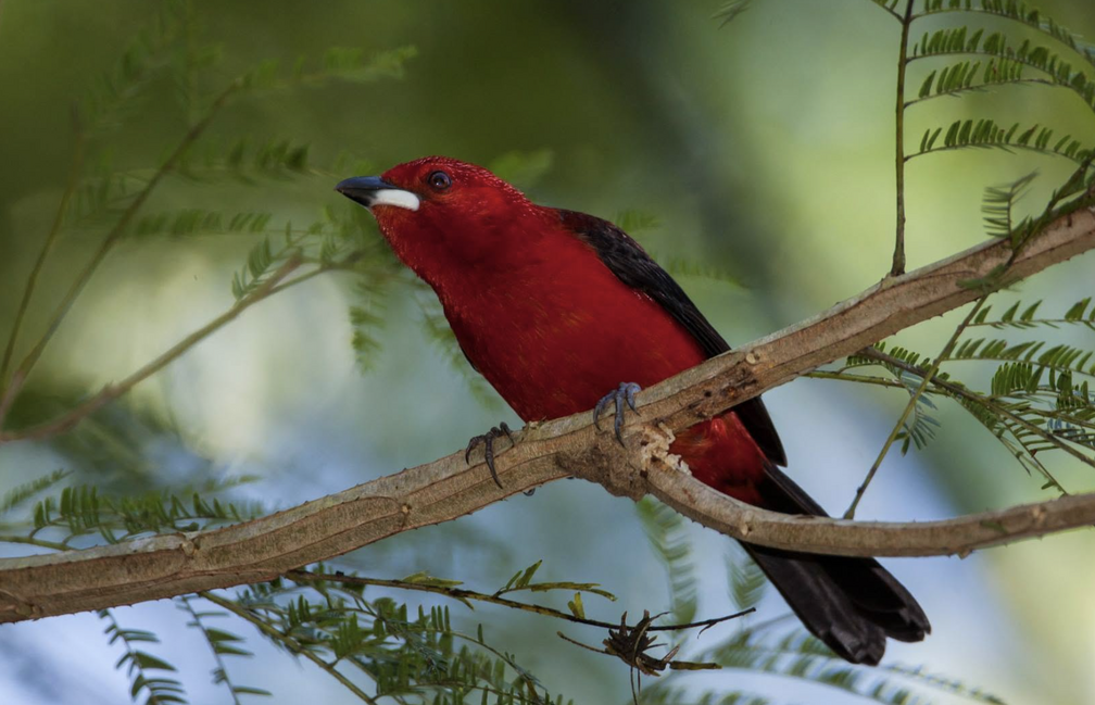 11th Bird Festival