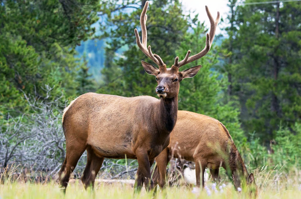 Jasper National Park: Evening or Morning Wildlife Watch Tour