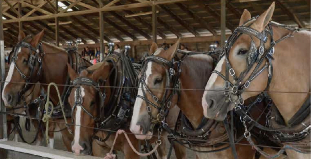 Cumberland Fair
