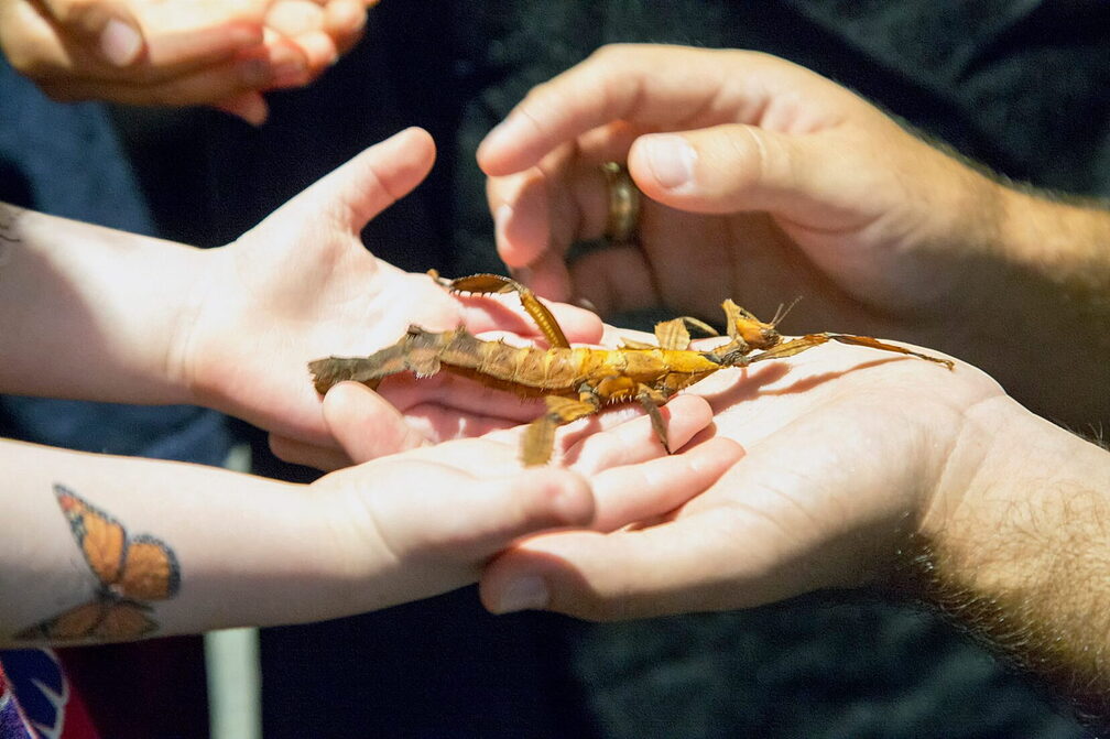 BugFest