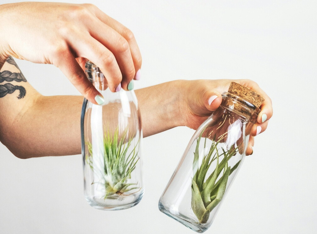 Air Plant Ecological Bottle