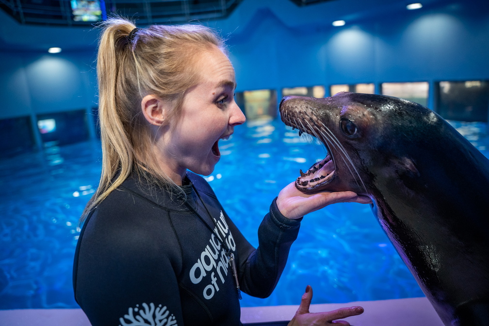 Sea Lion Stride: 5K and 10K