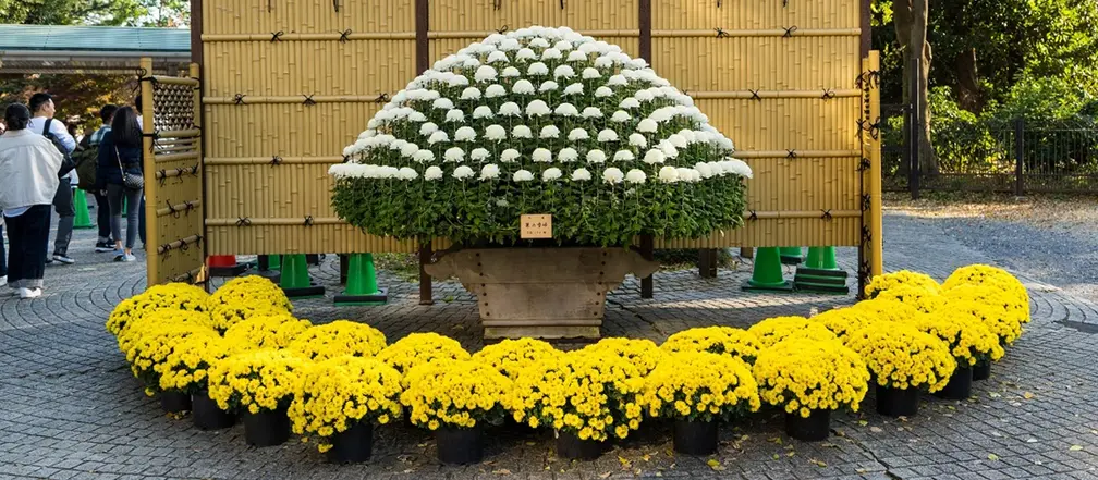 Chrysanthemum Exhibition