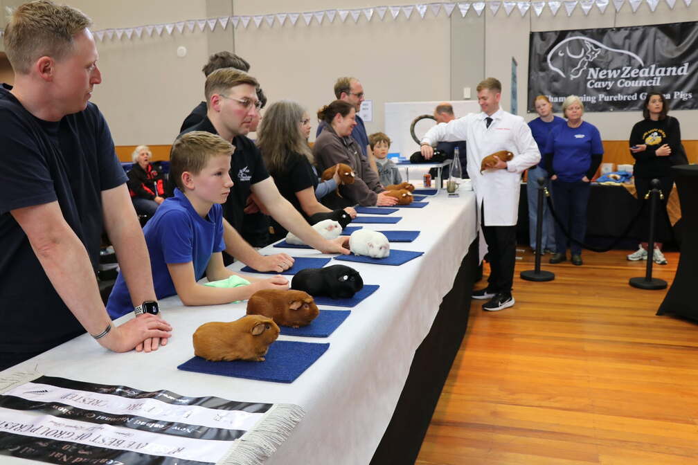 NZ National Guinea Pig Show