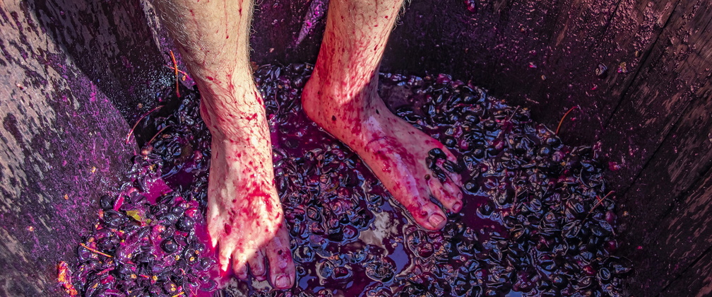 Grape Stomp Festival