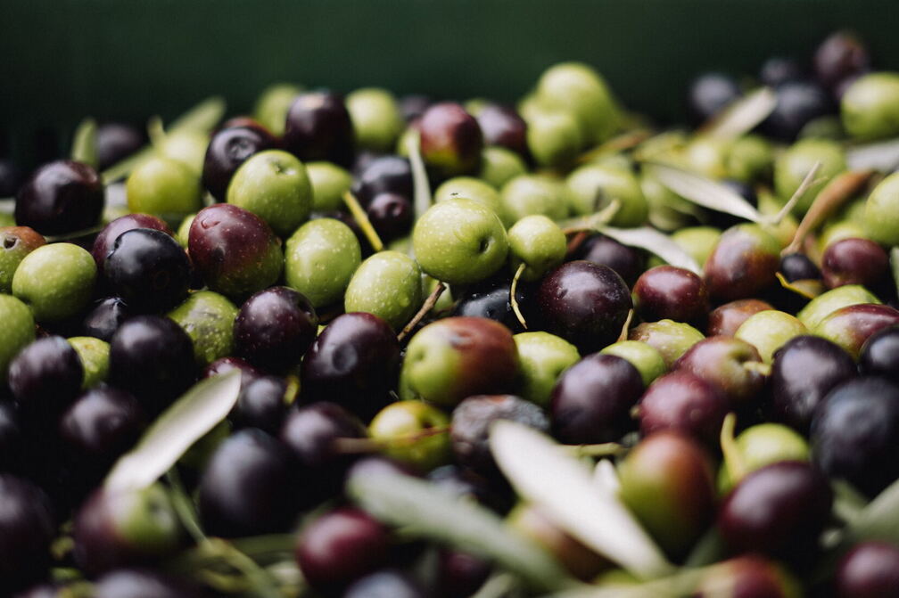 Olive Festival