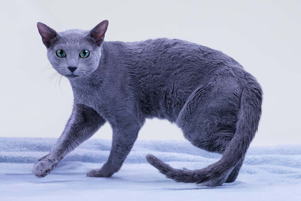 CFA Cat Show