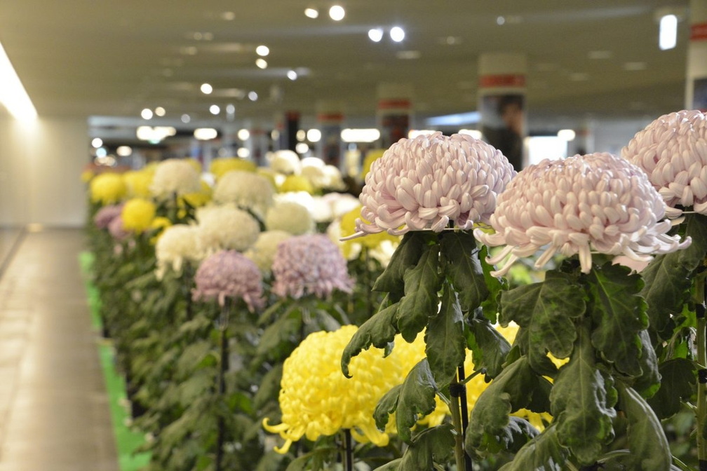 Sapporo Chrysanthemum Festival