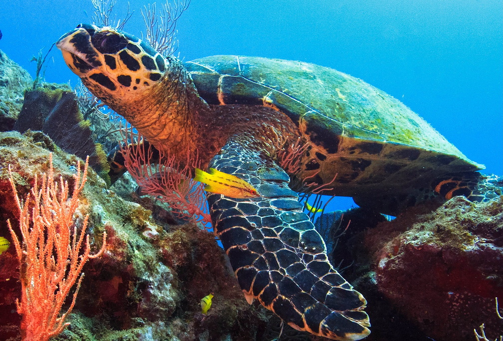 International Ocean Film Tour Volume 12