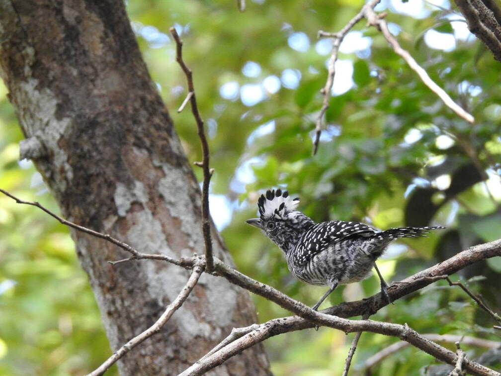 Toh Bird Festival