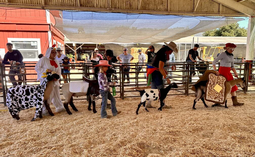 County Fair