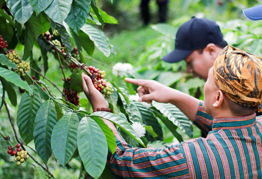 Tugu Kawisari Plantation: Coffee Journey