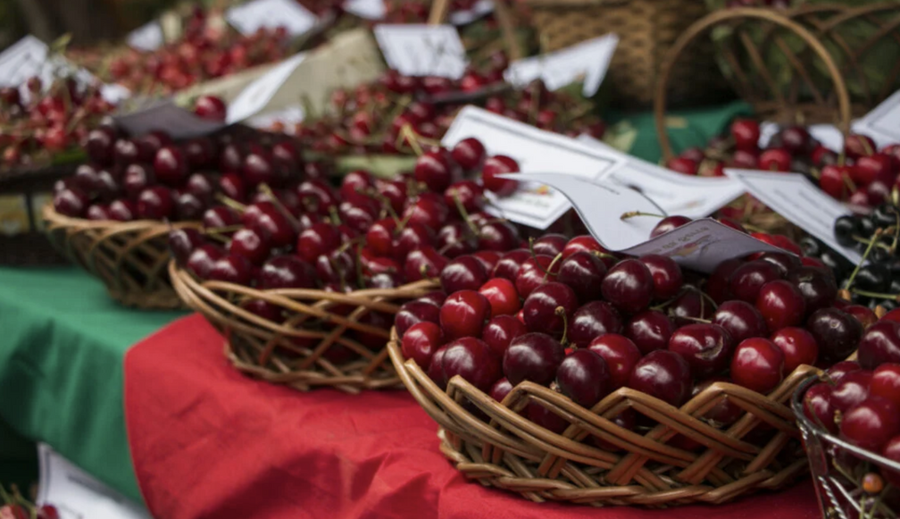 Cherry Festival