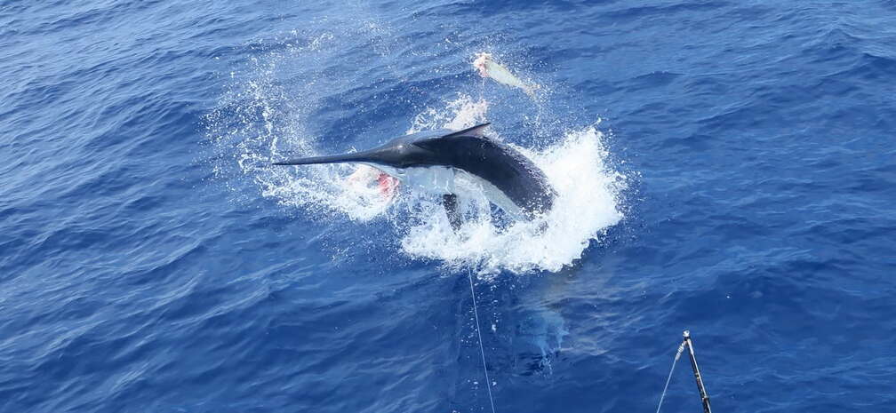 Port Douglas Marlin Challenge