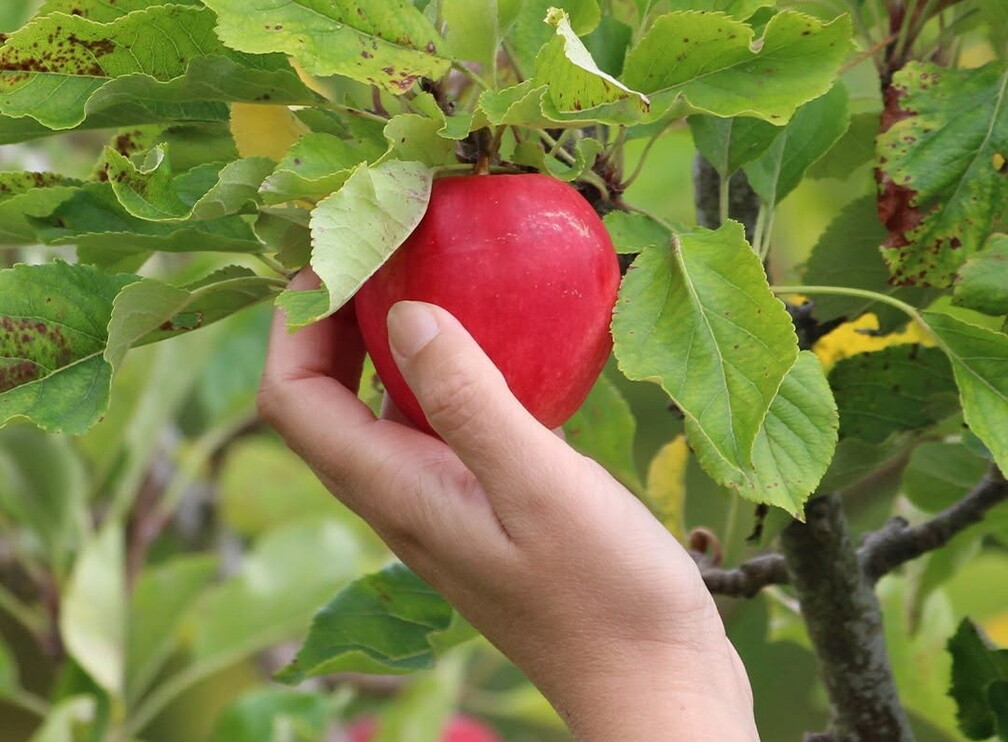 Pick Your Own Apples - Ampleforth Abbey Orchard