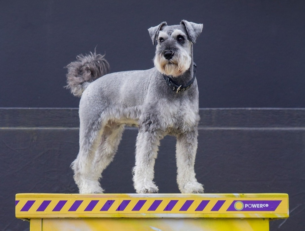 The Taranaki Pet Expo