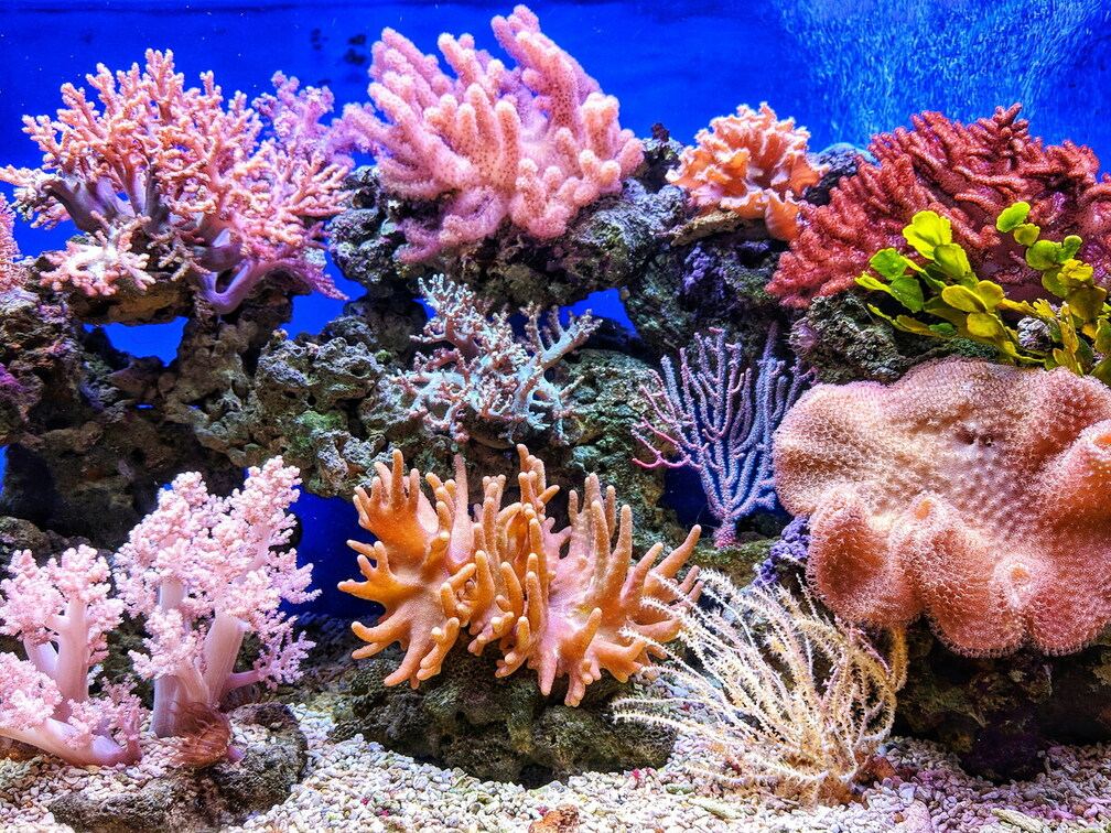 Reefs & Wreck Tour
