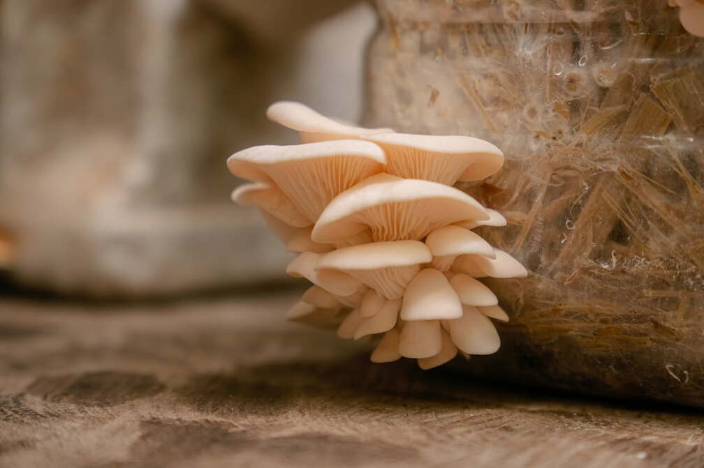 Mushroom Lab Tour