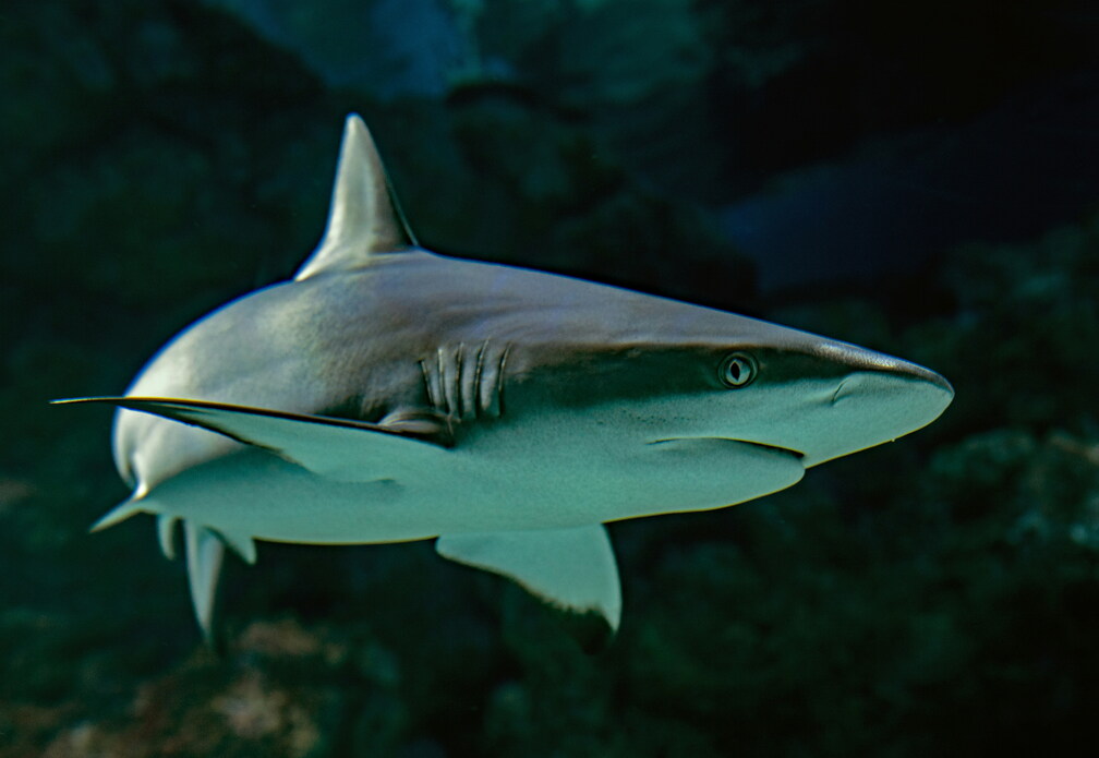 Bull Shark Season
