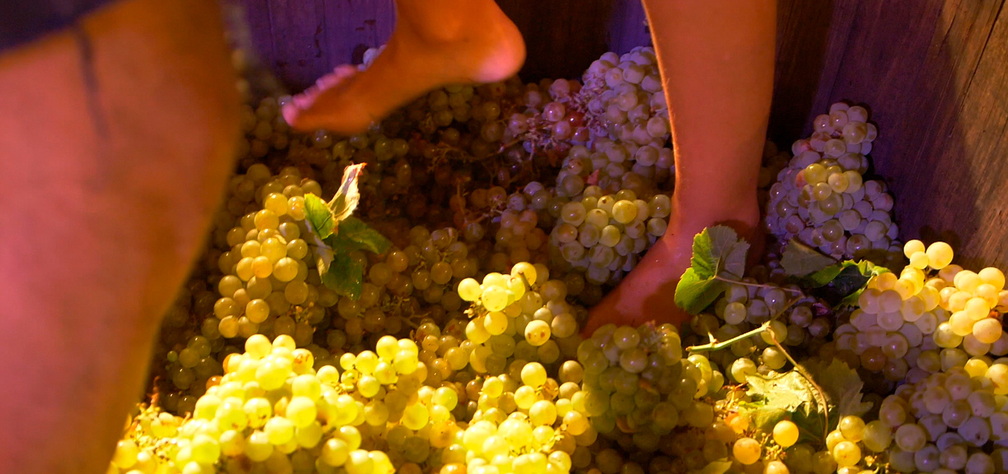Grape Harvest Festival