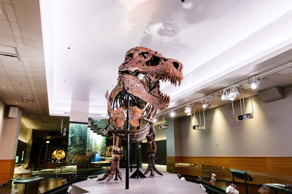Sue: The T.Rex Experience