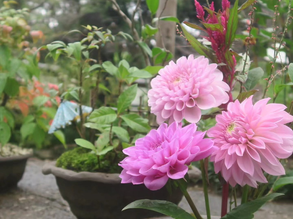Ueno Toshogu Autumn Dahlia Garden