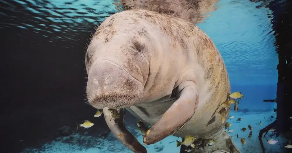 Dugong Watching