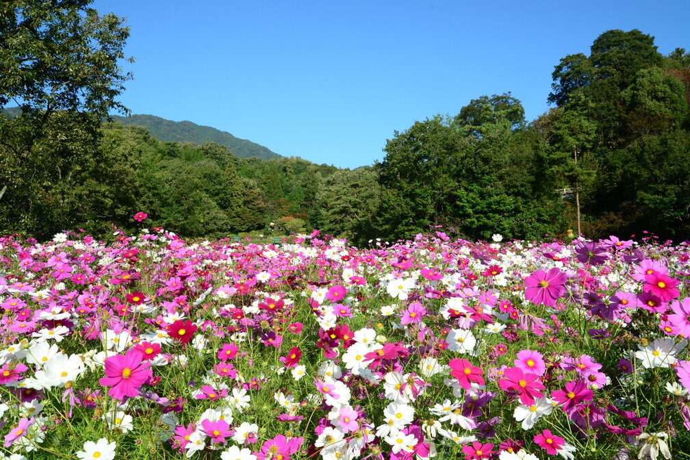 Cosmos Week