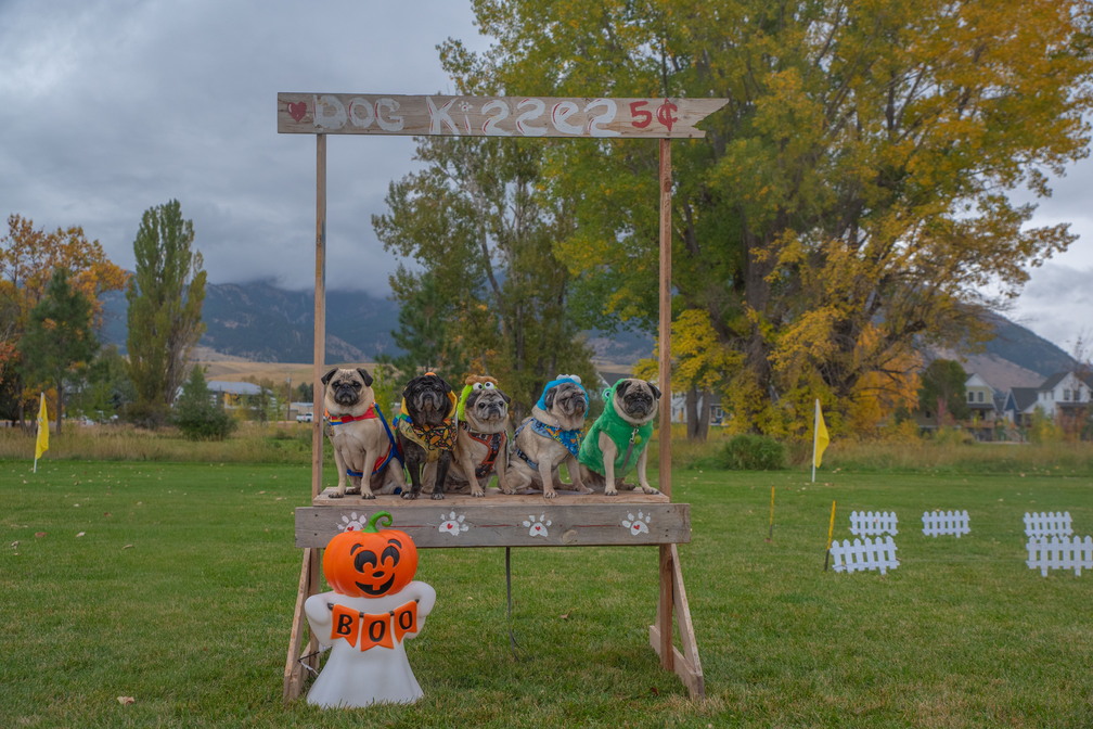 DogDash Monster Mash