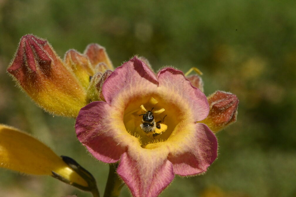 Bee Vision: Immersive Floral Experience Exhibition