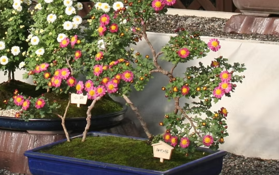 Chrysanthemum Exhibition