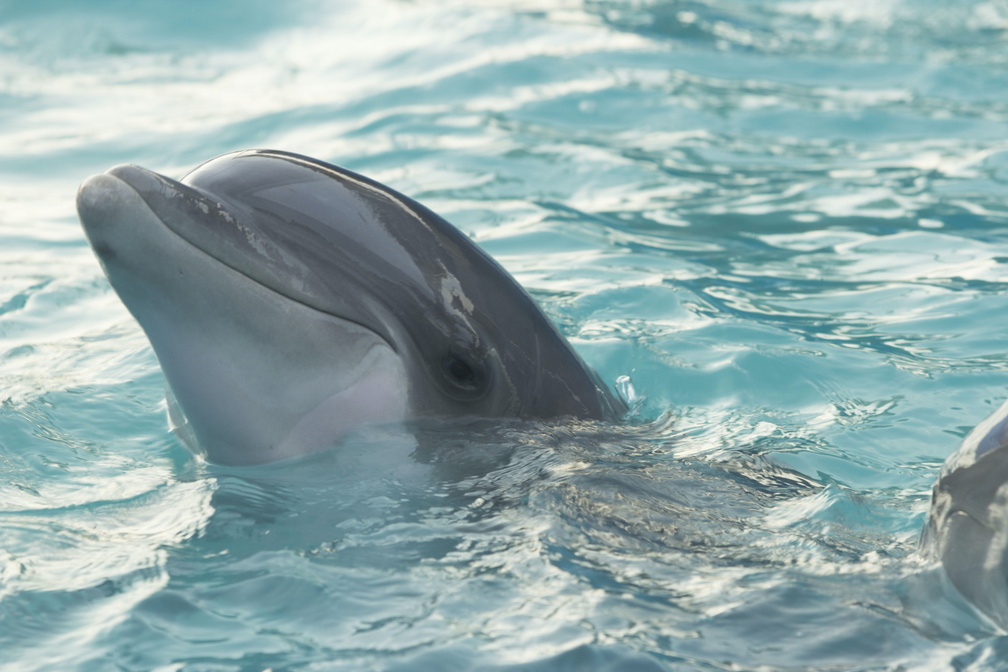 Whale and Dolphin Festival