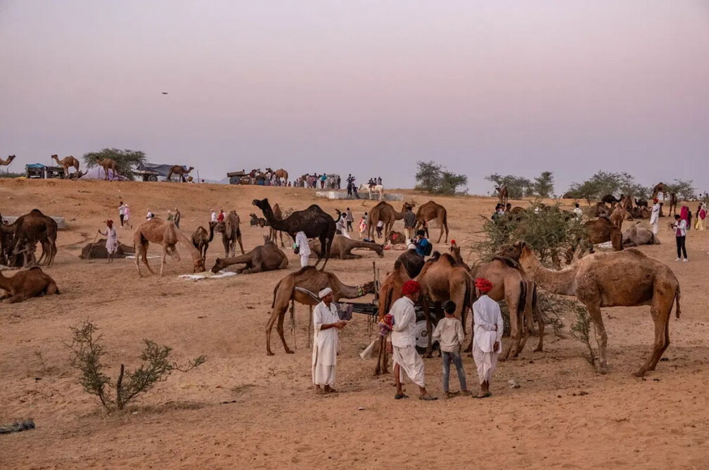 Pushkar Camel Fair