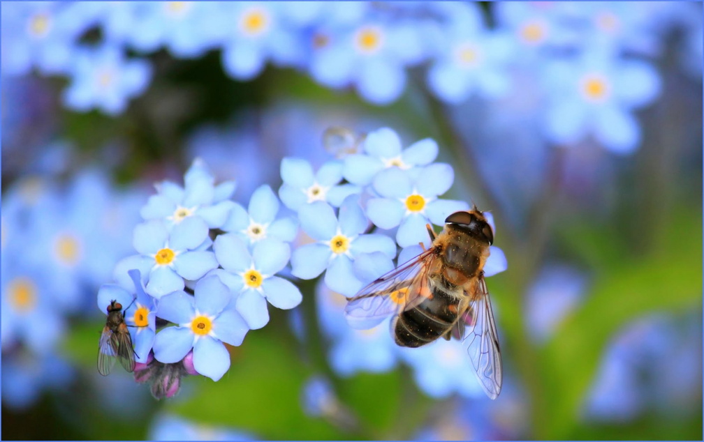 Bee in the City